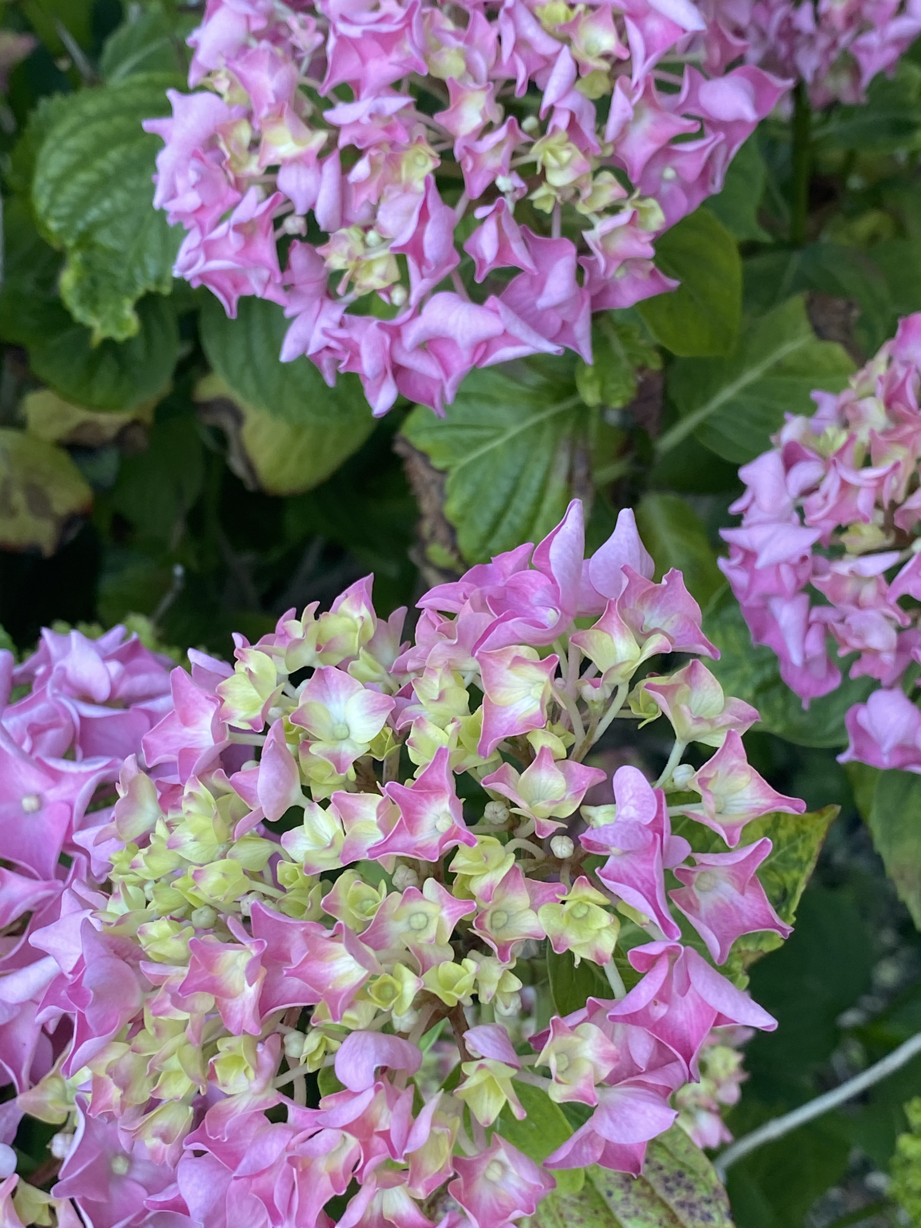 Petramale, location mas de barthe